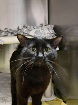 Panther -  Domestic Short Hair and Oriental Short Hair Cat for Adoption in Fairhope, Alabama - Panther | PetCurious
