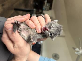 Gobstopper -  Domestic Short Hair Cat for Adoption in Fruit Heights, Utah - Gobstopper | PetCurious