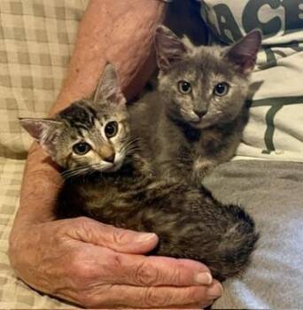 Lovey & Cuddles (Call or text Philippa for more info 404-388-483 -  Domestic Short Hair and Tortoiseshell Cat for Adoption in Sedona, Arizona - Lovey & Cuddles (Call Or Text Philippa For More Info 404-388-483 | PetCurious