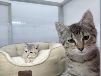 Zim -  Domestic Short Hair Cat for Adoption in Raleigh, North Carolina - Zim | PetCurious