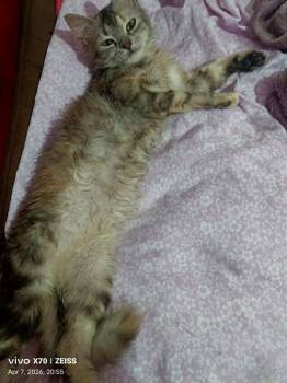 Persian and Egyptian Mau Cats Available for Adoption in Wolcott, Connecticut - Basboosa | PetCurious