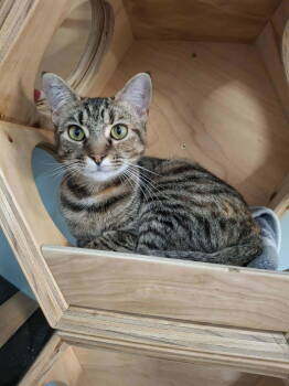 Rescue Domestic Short Hair Cats for Adoption in Rochester, New Hampshire - Trixie | PetCurious