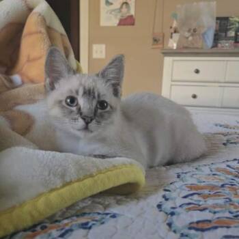 Siamese Cats Available for Adoption in Bentonville, Arkansas - Tiramisu | PetCurious