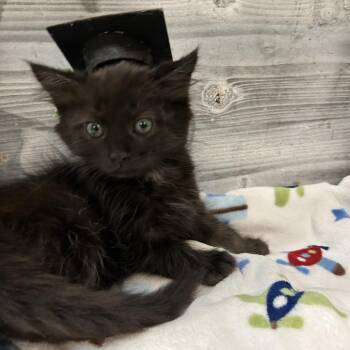 Chamberlain -  Domestic Short Hair Cat for Adoption in Lynchburg, Virginia - Chamberlain | PetCurious