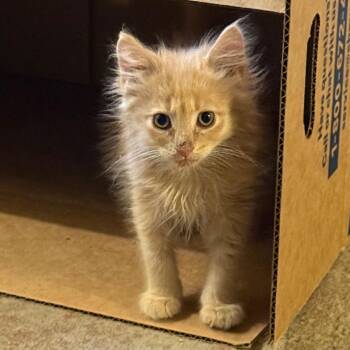 Hazy -  Domestic Medium Hair Cat for Adoption in Uniontown, Pennsylvania - Hazy | PetCurious