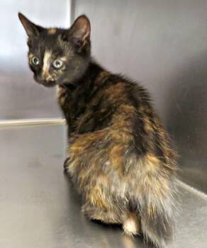 Betty -  Domestic Short Hair Cat for Adoption in Lexington, Virginia - Betty | PetCurious