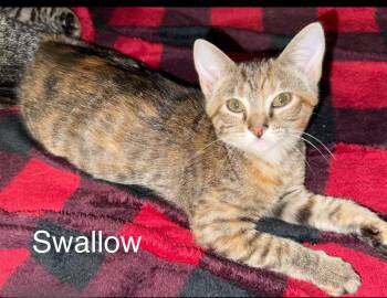 Swallow 5.9.26 (med waiver) -  Domestic Short Hair Cat for Adoption in Apopka, Florida - Swallow 5.9.26 (med Waiver) | PetCurious