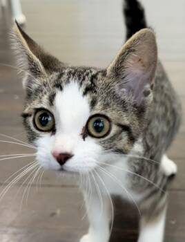 Willie -  Domestic Short Hair and Tabby Cat for Adoption in Lawrenceville, Georgia - Willie | PetCurious