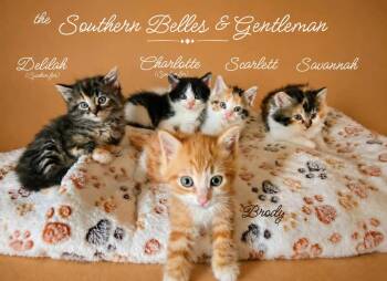 Brody *kitten* -  Tabby Cat Available for Adoption in Culpeper, Virginia - Brody *kitten* | PetCurious