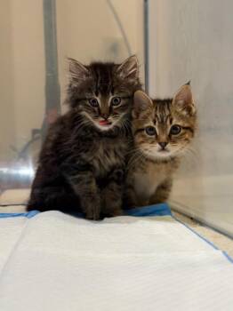 Domestic Medium Hair Cats Available for Adoption - Sweet Pea 0511 | PetCurious