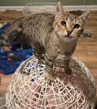 Birdie & Bonnie -  Domestic Short Hair Cat for Adoption in Lexington, South Carolina - Birdie & Bonnie | PetCurious