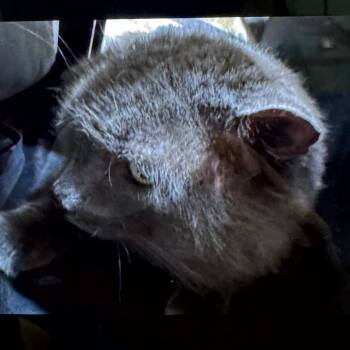 Sloth -  Domestic Short Hair Cat for Adoption in Winston-salem, North Carolina - Sloth | PetCurious