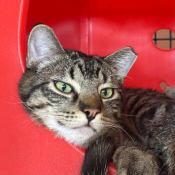 Rescue Domestic Short Hair Cats for Adoption in Santa Fe, New Mexico - Arlo | PetCurious