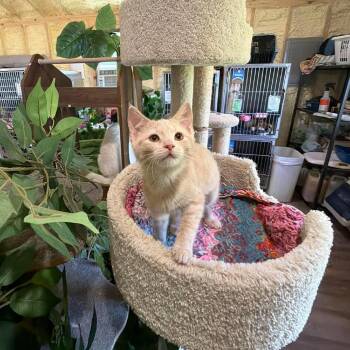 Dora -  Domestic Short Hair Cat for Adoption in Park Falls, Wisconsin - Dora | PetCurious
