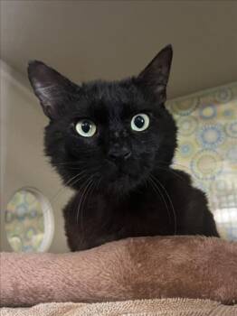 *JAMES -  Domestic Medium Hair Cat for Adoption in Woodland, California - *JAMES | PetCurious