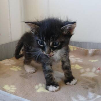 Jellyroll -  Domestic Long Hair Cat for Adoption in Kanab, Utah - Jellyroll | PetCurious