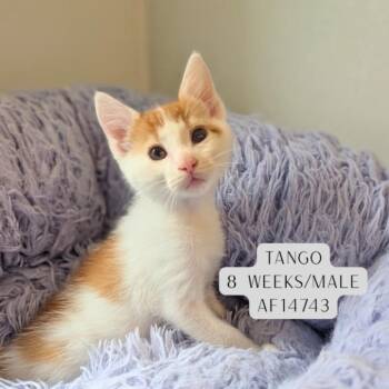 Tango -  Domestic Short Hair Cat for Adoption - Tango | PetCurious
