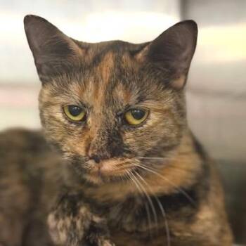 Domestic Short Hair Cats Available for Adoption in Cumming, Georgia - Eve | PetCurious