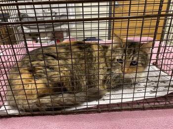 Domestic Medium Hair Cats Available for Adoption in Modesto, California - A610045 | PetCurious