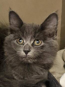 CIDER -  Domestic Long Hair Cat for Adoption in Clyde, North Carolina - CIDER | PetCurious