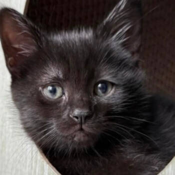 Rescue Domestic Short Hair Cats for Adoption in North Branford, Connecticut - 25-173 Agnes | PetCurious