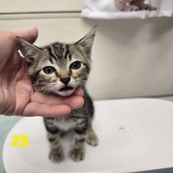 Hetfield -  Domestic Short Hair Cat for Adoption in Spokane, Washington - Hetfield | PetCurious