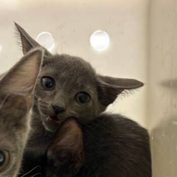 Baguette -  Domestic Medium Hair Cat for Adoption in Reno, Nevada - Baguette | PetCurious