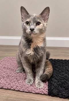 Cashmere -  Domestic Short Hair Cat for Adoption in Gorham, Maine - Cashmere | PetCurious