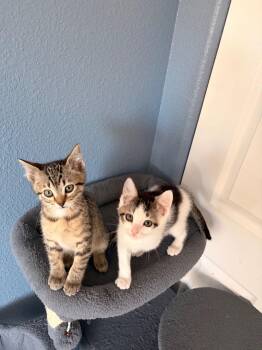 Domestic Short Hair Cats Available for Adoption - Hazelnut | PetCurious