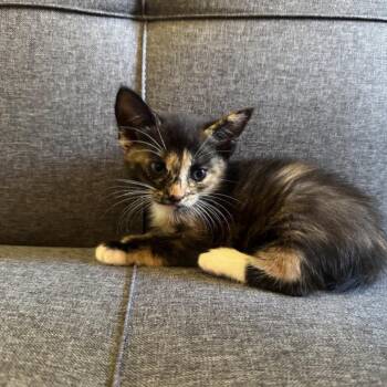 Peppercorn -  Domestic Short Hair Cat for Adoption in Newark, New Jersey - Peppercorn | PetCurious