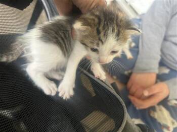 A656727 -  Domestic Short Hair Cat Available for Adoption in Houston, Texas - A656727 | PetCurious