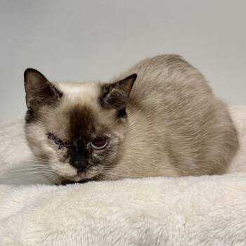 Mali -  Siamese Cat for Adoption in East Hampton, New York - Mali | PetCurious