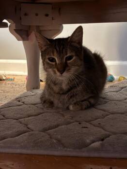 2026-80 Julie Hill (mom) -  Domestic Short Hair Cat for Adoption in Windsor, Connecticut - 2026-80 Julie Hill (mom) | PetCurious