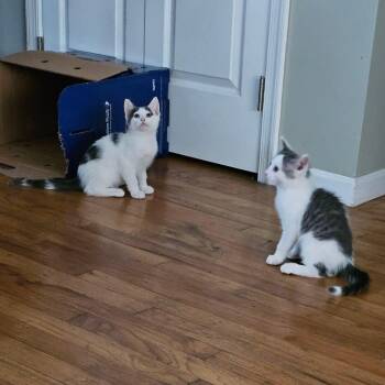 Cloverdale Kittens -  Domestic Short Hair Cat for Adoption in Clifton, New Jersey - Cloverdale Kittens | PetCurious