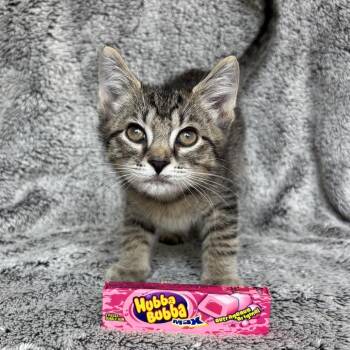 Hubba Bubba -  Domestic Short Hair Cat for Adoption in Granville, Ohio - Hubba Bubba | PetCurious