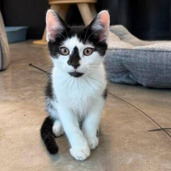 Doritos Locos Tacos -  Domestic Short Hair Cat for Adoption in Evanston, Illinois - Doritos Locos Tacos | PetCurious