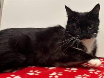 Domestic Short Hair Cats Available for Adoption in Sacramento, California - PRIMROSE | PetCurious