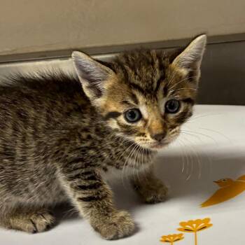 Alohomora -  Domestic Short Hair Cat for Adoption in San Antonio, Texas - Alohomora | PetCurious