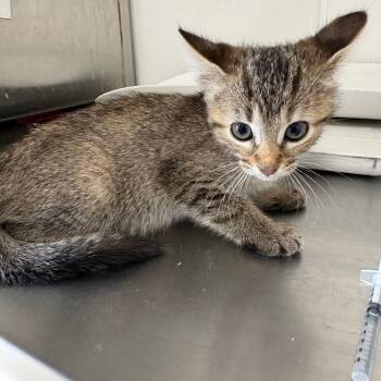 Rescue Domestic Short Hair Cats for Adoption in Tulsa, Oklahoma - Izzie | PetCurious