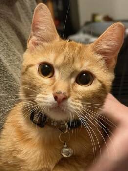 Michael (BC) -  American Shorthair Cat for Adoption in Schertz, Texas - Michael (BC) | PetCurious