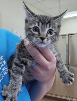 Spencer -  Domestic Short Hair Cat for Adoption in Kennewick, Washington - Spencer | PetCurious