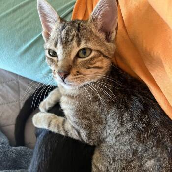 Tibby -  American Shorthair Cat for Adoption in Park Row, Texas - Tibby | PetCurious