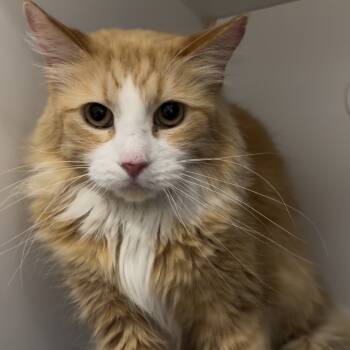 Rescue Domestic Medium Hair Cats for Adoption in Matteson, Illinois - Coco Puff | PetCurious