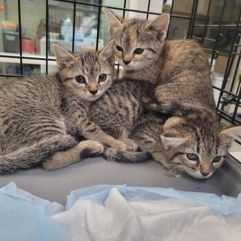 Verstappen -  Domestic Short Hair Cat for Adoption in Westminster, California - Verstappen | PetCurious