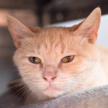 NCI5498 Helga -  Domestic Short Hair Cat for Adoption in Port Washington, New York - NCI5498 Helga | PetCurious