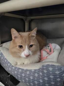 Arthur -  Domestic Short Hair Cat for Adoption in Morristown, New Jersey - Arthur | PetCurious