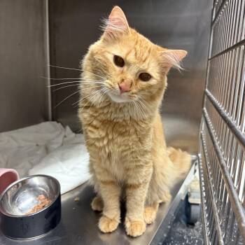 Buttercream -  Domestic Long Hair Cat for Adoption in Hendersonville, Tennessee - Buttercream | PetCurious