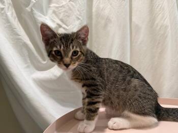 Elijah -  Domestic Short Hair Cat for Adoption in Long Beach, California - Elijah | PetCurious