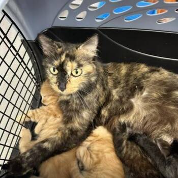 Autumn -  Domestic Medium Hair Cat for Adoption in Indianapolis, Indiana - Autumn | PetCurious