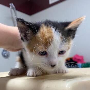 Valkyrie -  Domestic Short Hair Cat for Adoption in Fall River, Massachusetts - Valkyrie | PetCurious